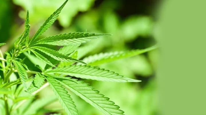 What type of cannabis is best for anxiety?