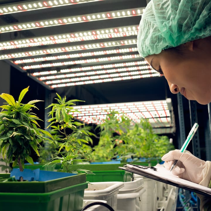 What are the medical benefits of cannabis?