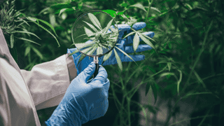 Award-winning medicinal cannabis clinic.