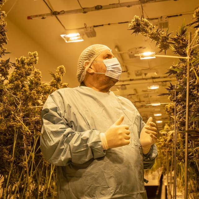 From Plant-to-Patient