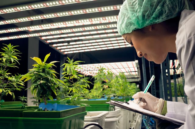 a scientist records data from cannabis plants in a lab environment.