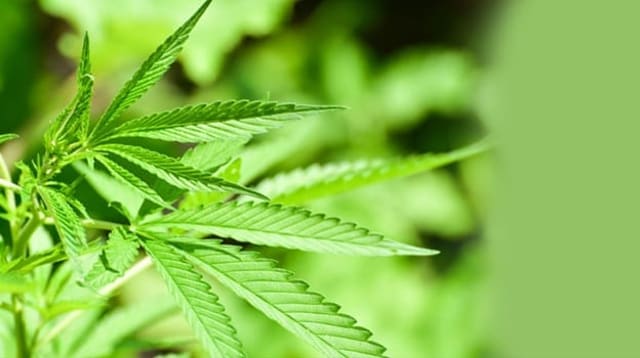 Close-up cannabis leaves photographed in bright natural light