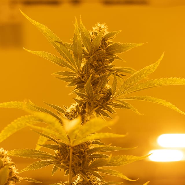 What's the Difference Between Irradiated vs Non-Irradiated Medical Cannabis?